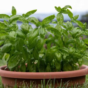 green basil plants growing in a container.