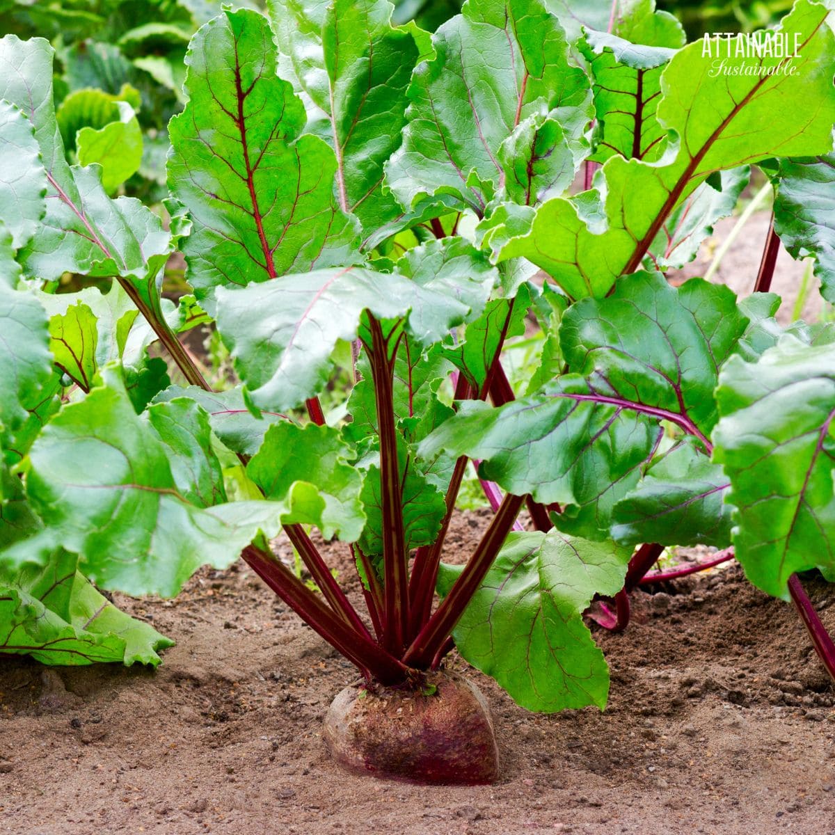 beet growing in the ground.