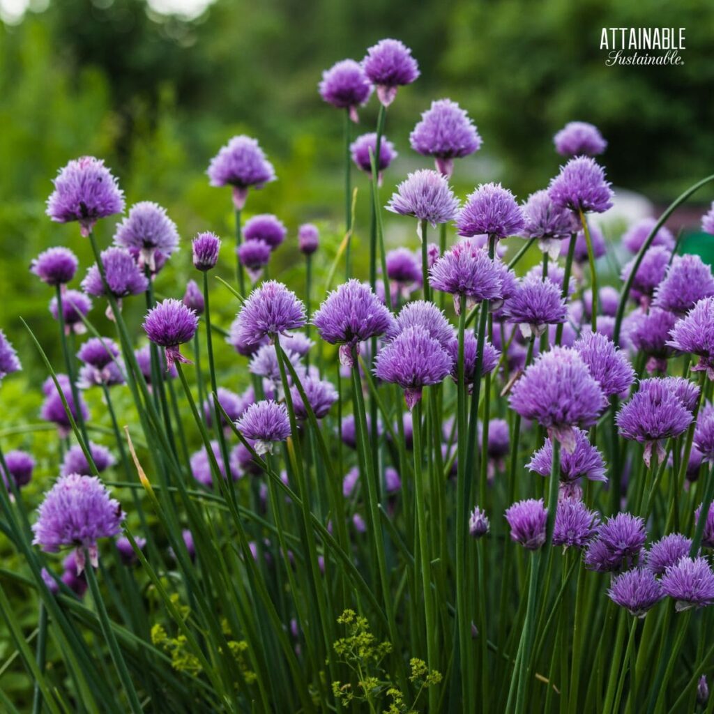 Growing Chives as a Perennial Herb Attainable Sustainable®
