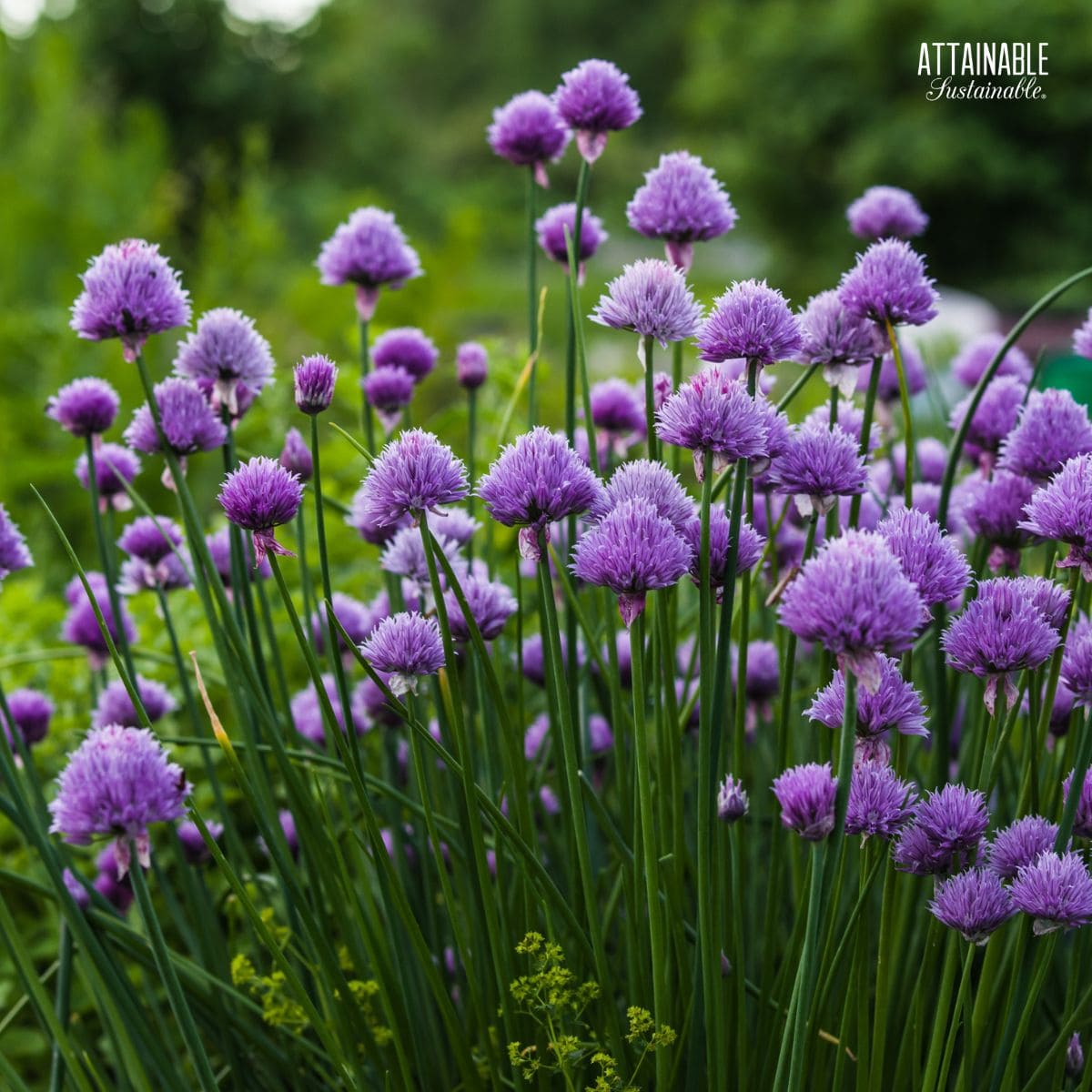 Purple flowers on chive plant.