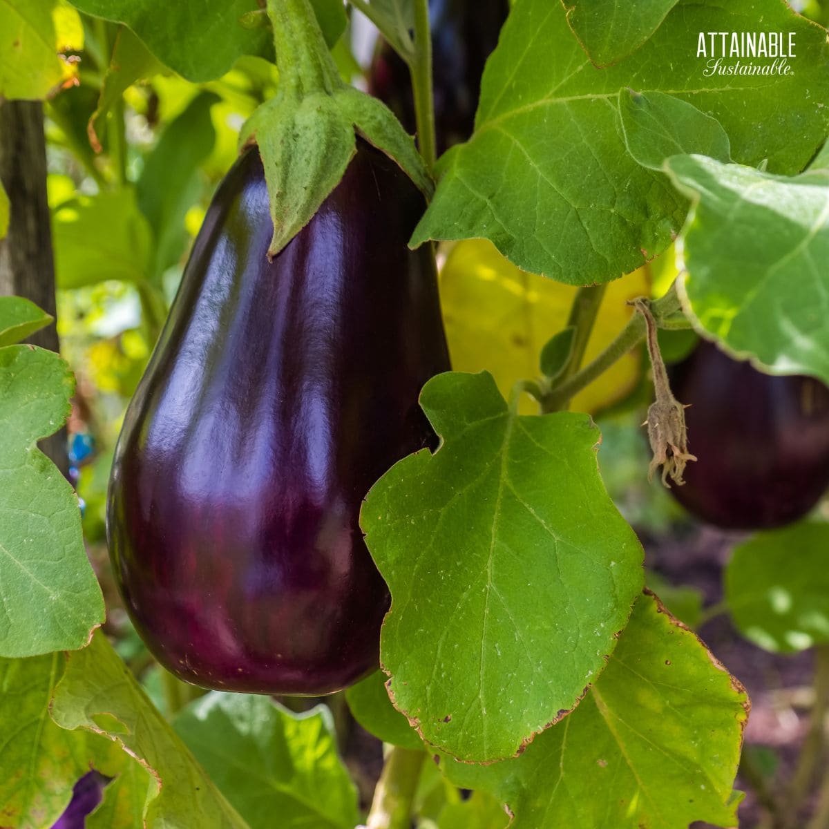 purple eggplant on a plant.