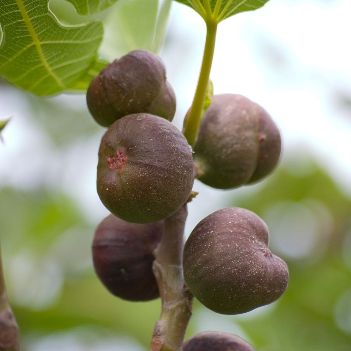 figs on a tree branch.