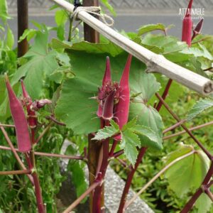 red pods of okra on a plant.