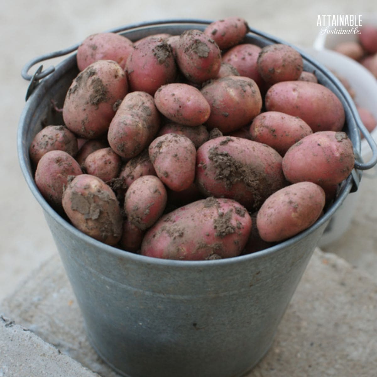 red potatoes in a galvanized bucket.