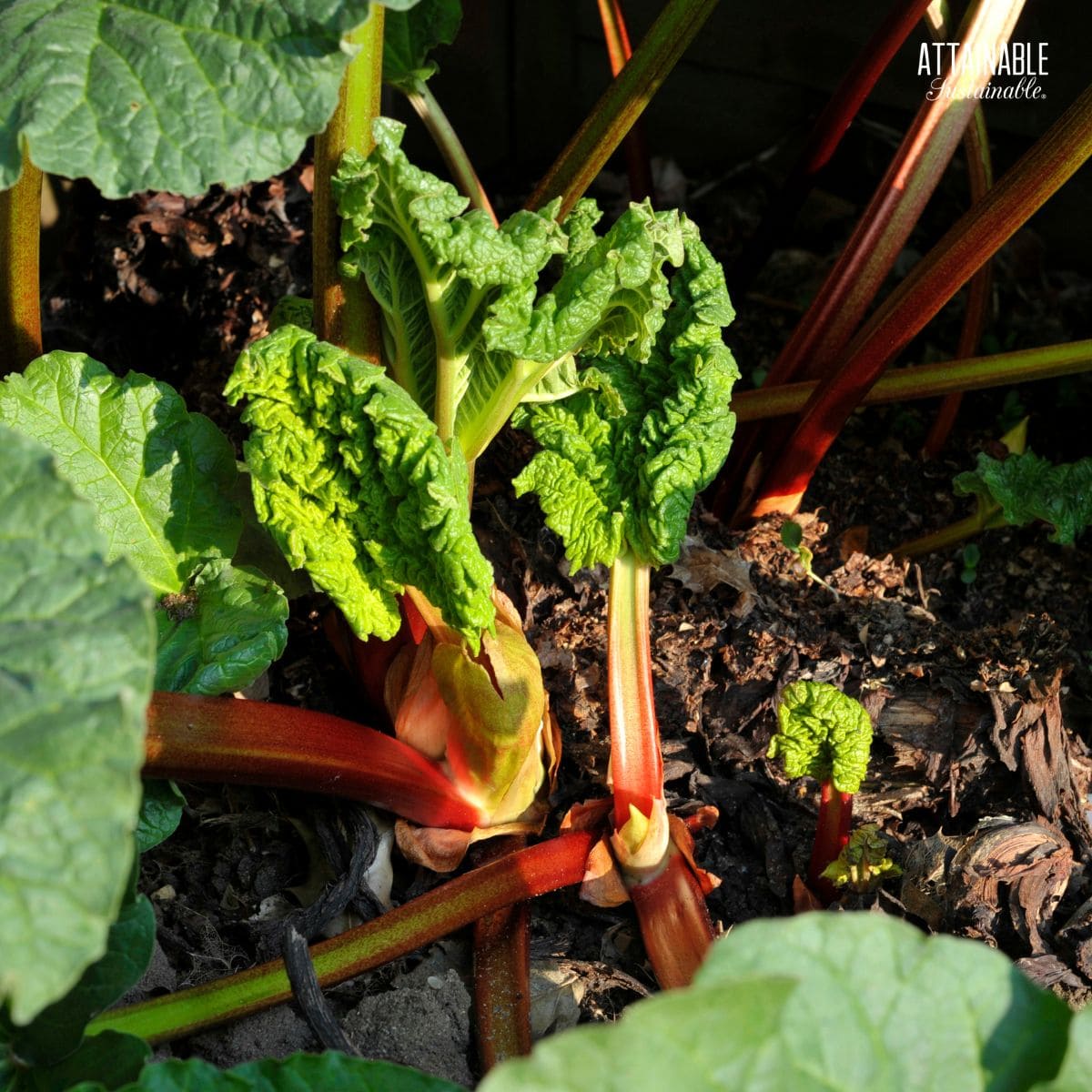 rhubarb plant in soil.