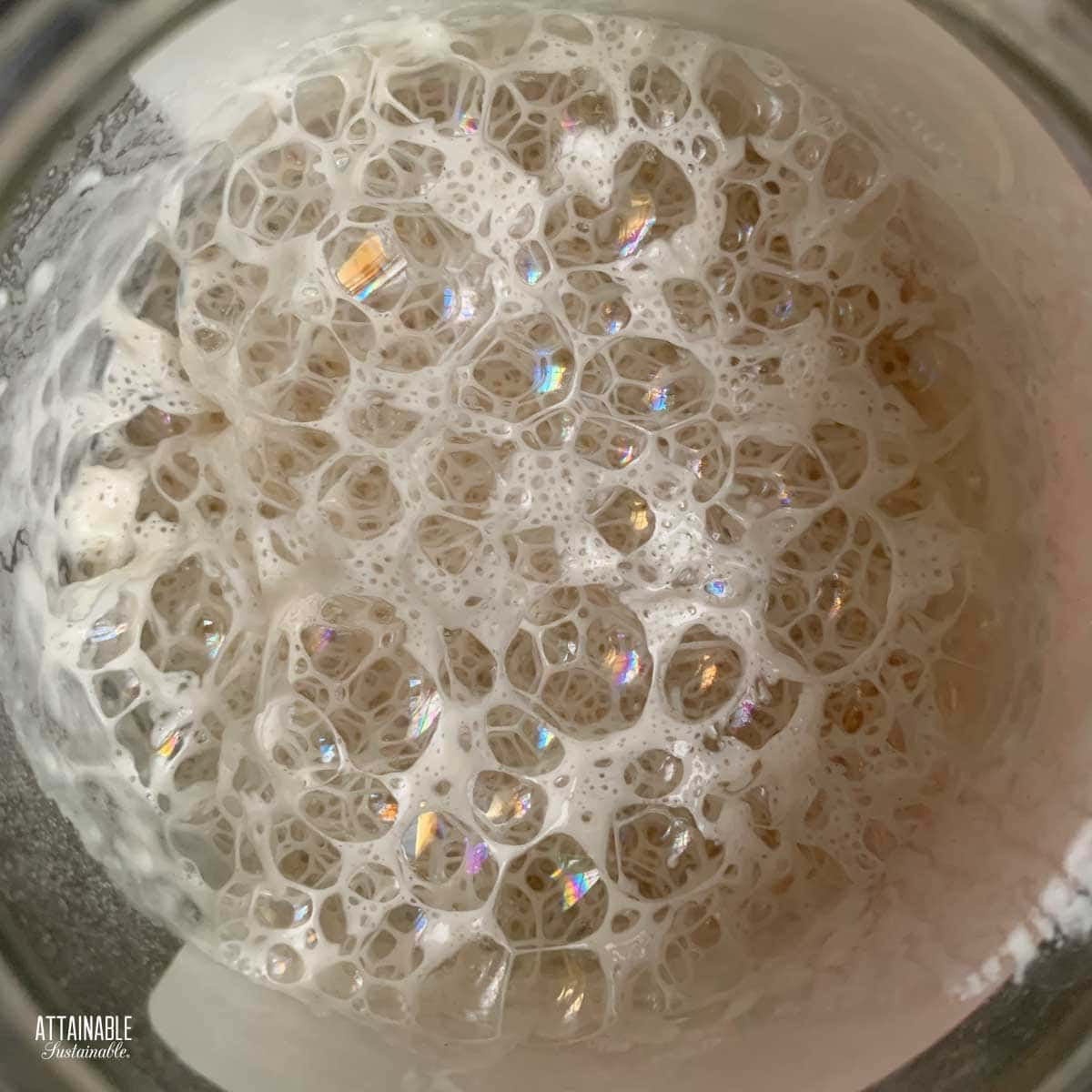 bubbly sourdough starter from above.