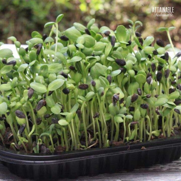 Sunflower sprouts (aka microgreens) in a black tray.