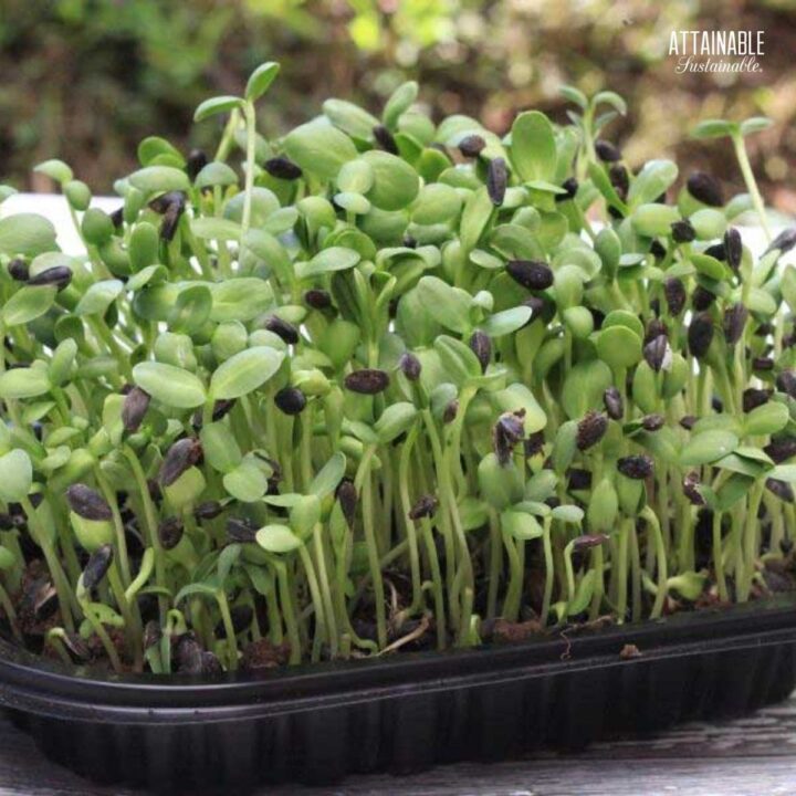 Sunflower Sprouts Growing Microgreens Attainable Sustainable®