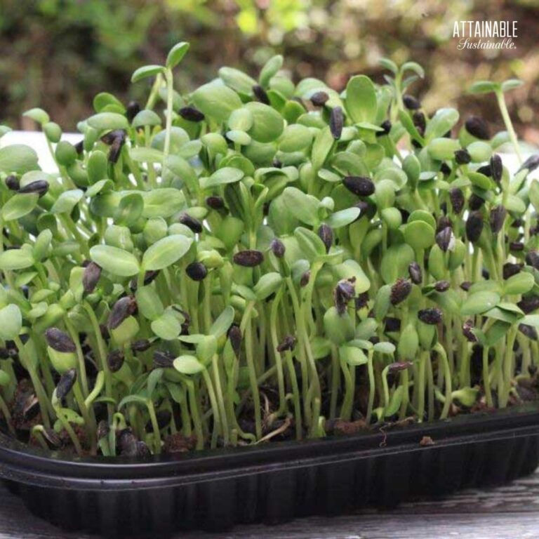 Sunflower Sprouts Growing Microgreens Attainable Sustainable®