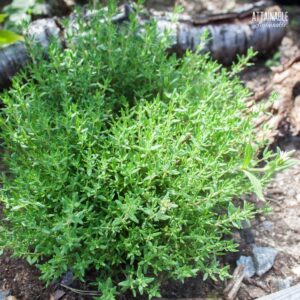 green thyme growing in a garden.