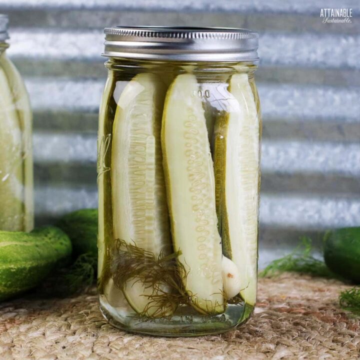 Easy Refrigerator Dill Pickles (No Canning) Attainable Sustainable®