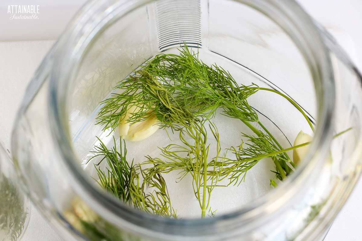 dill fronds and garlic cloves in the bottom of a glass jar.