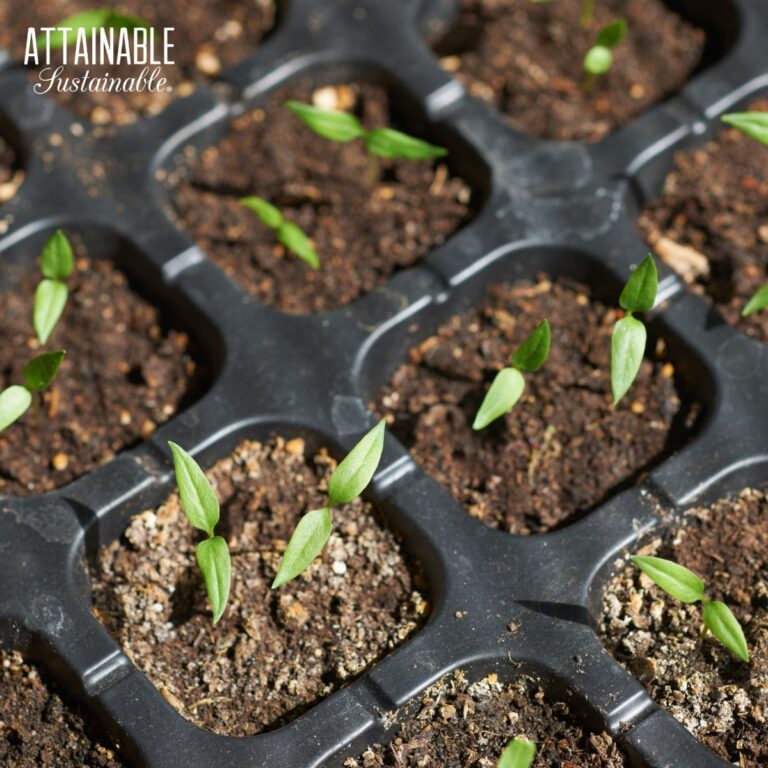 Growing Banana Peppers Attainable Sustainable®