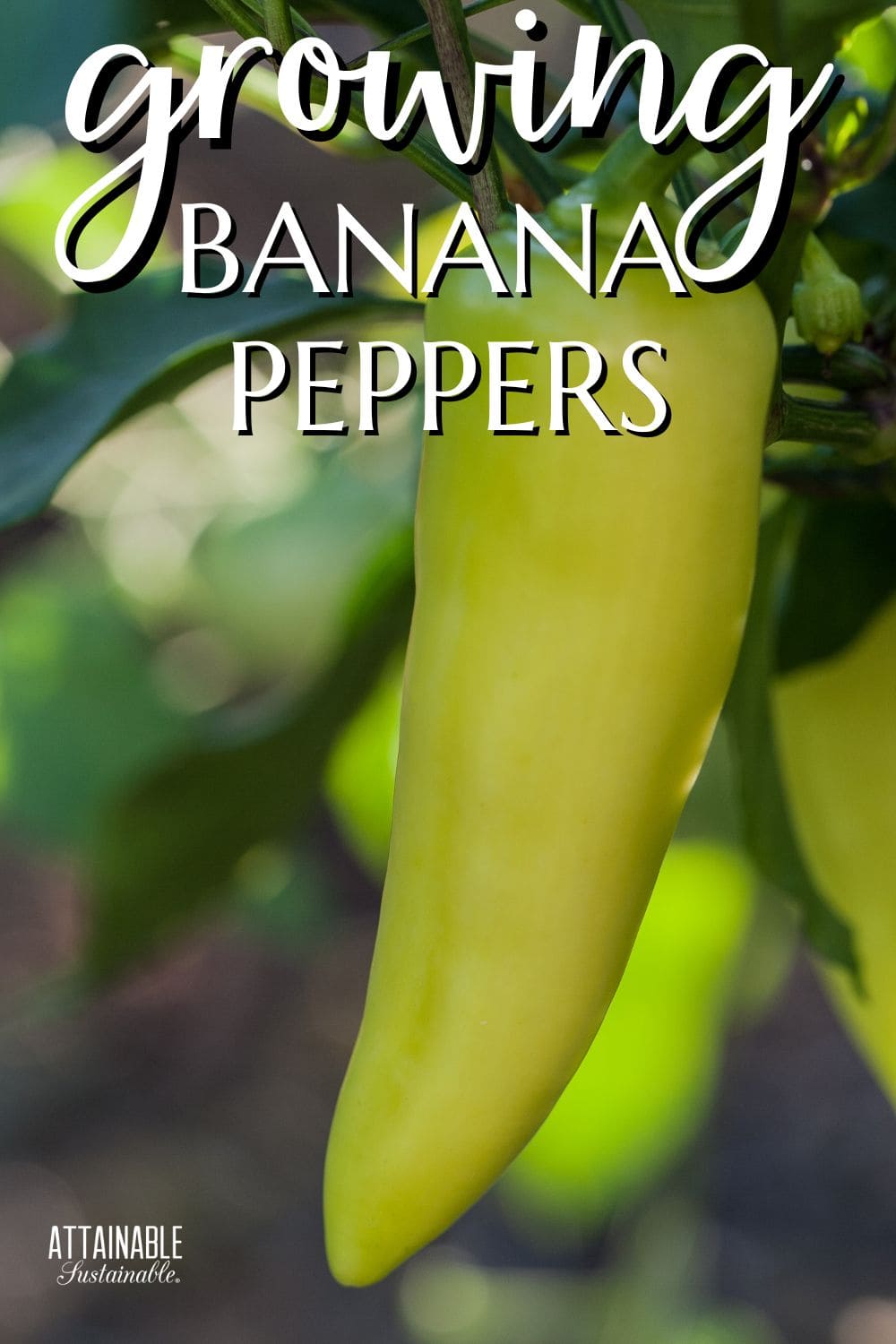 single banana pepper in focus, growing on a plant.