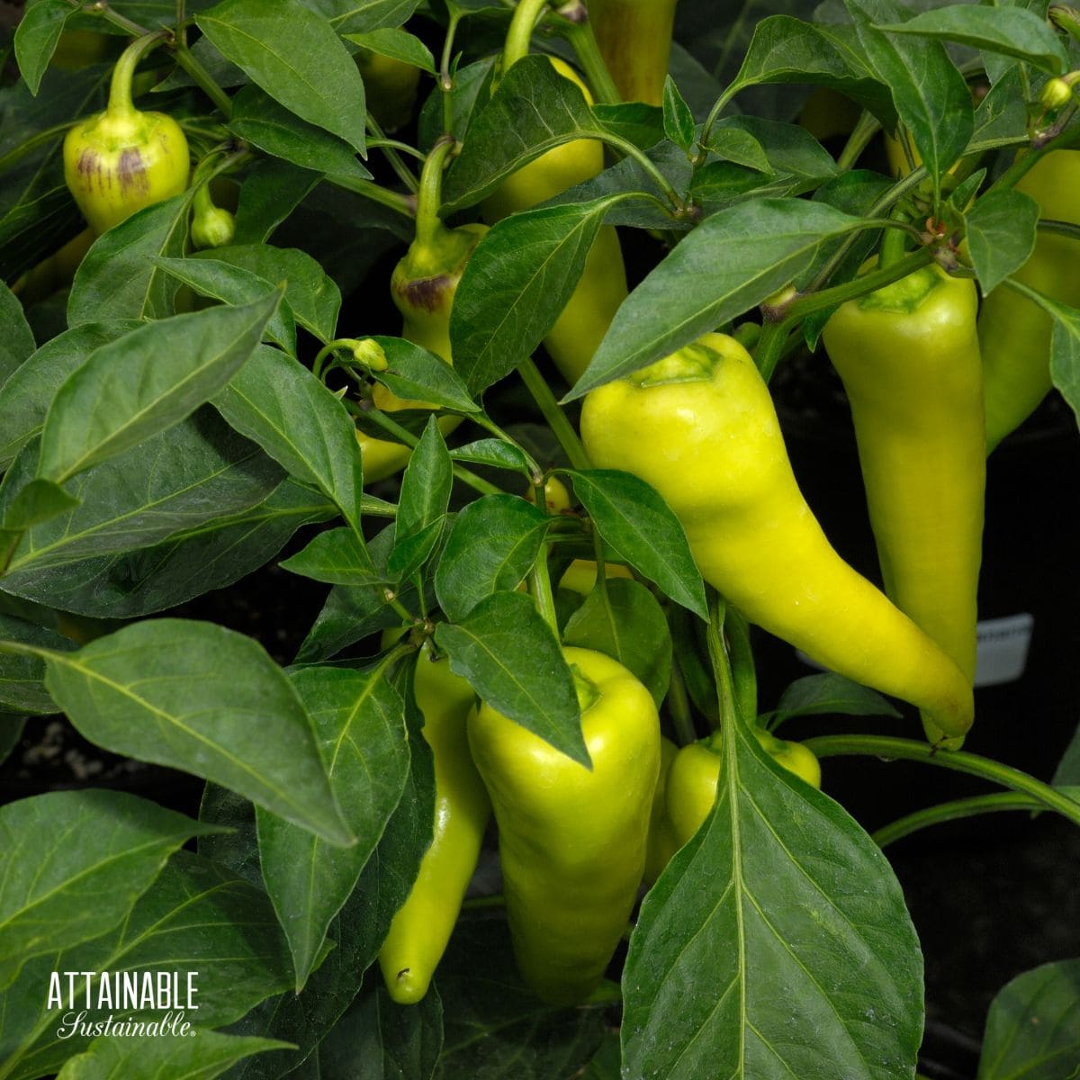 banana peppers on a plant.
