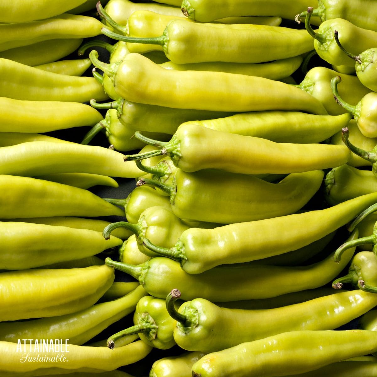banana peppers lined up and stacked.