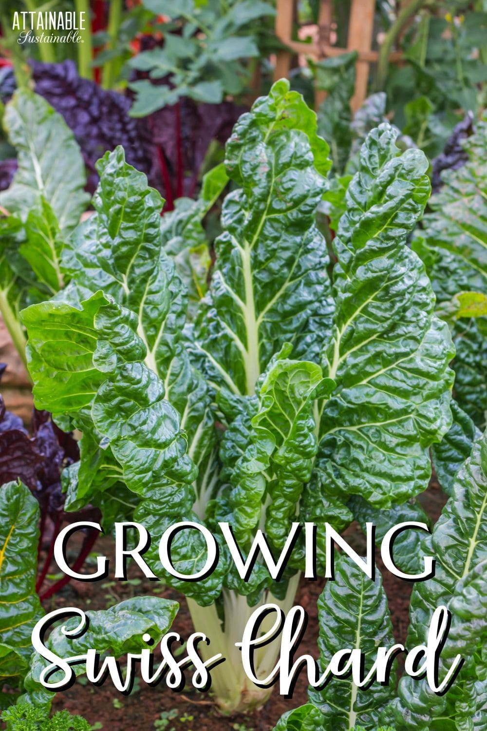 green swiss chard growing in a garden.