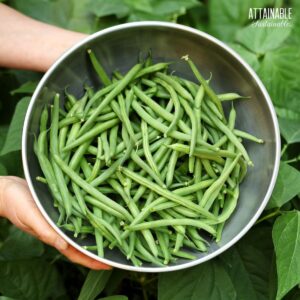 woman's hands holding a metal bowl full of green beans.
