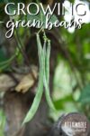 three green beans growing on a plant.