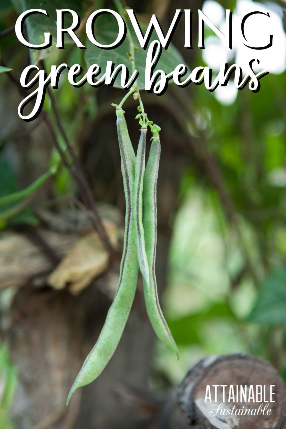 three green beans growing on a plant.