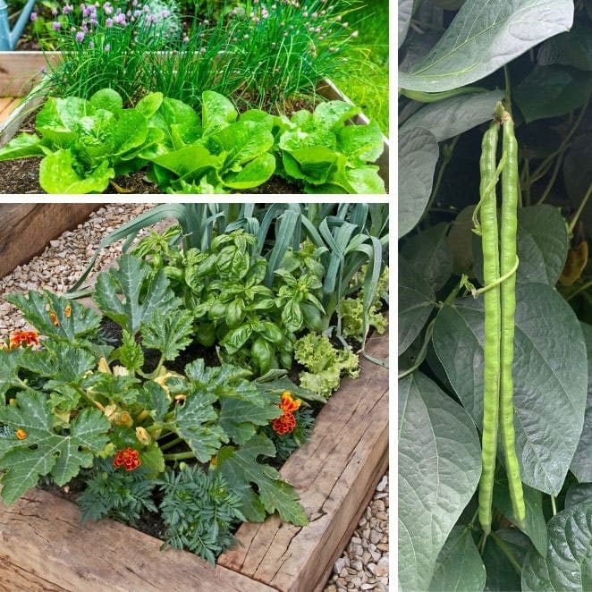 3-panel showing lettuce growing in a container, a raised bed garden, and two green beans wrapped in a tendril.