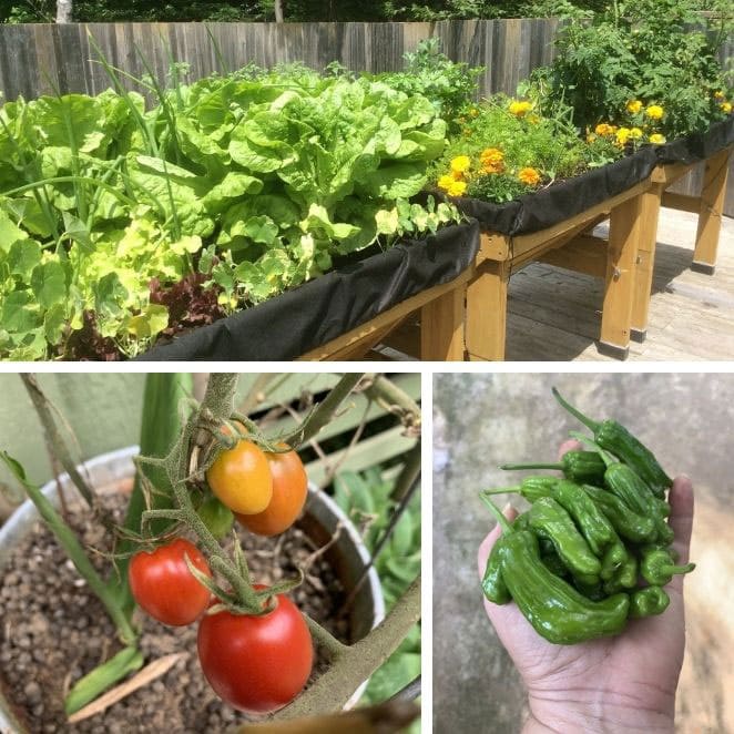 3-panel image showing raised container garden, tomatoes growing in a 5-gallon bucket, and a hand holding freshly harvested peppers.