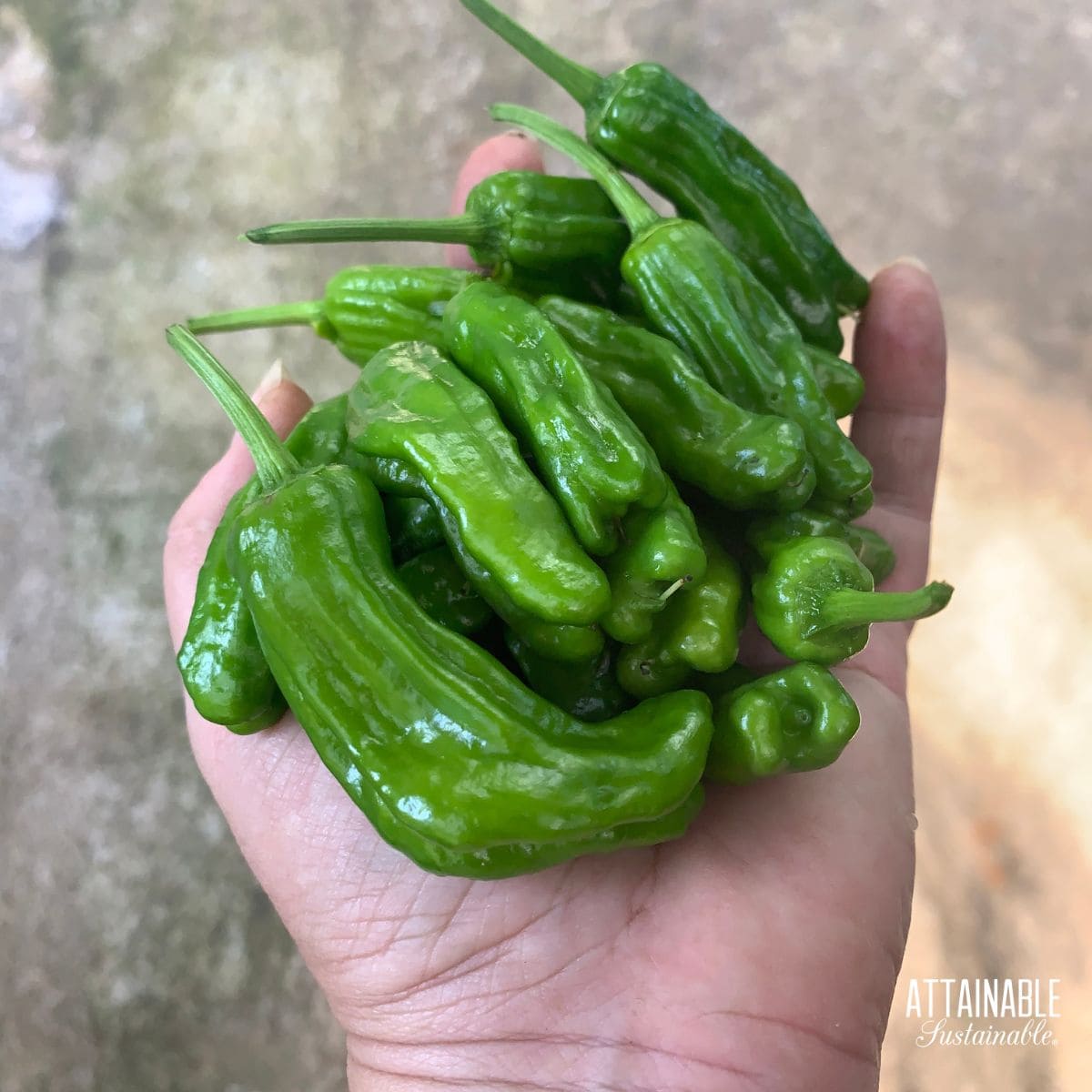 hand holding about 10 green wrinkly shishito peppers. 