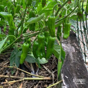 shishito pepper plant loaded with green peppers.