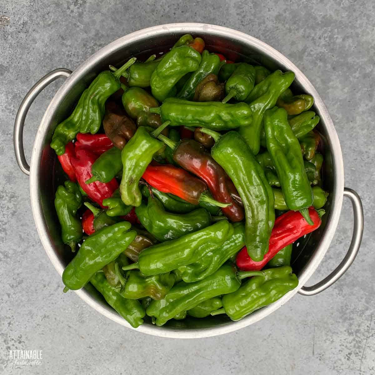 colander full of shishito peppers.