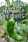 single shisito pepper on a plant with words "growing shishito peppers."