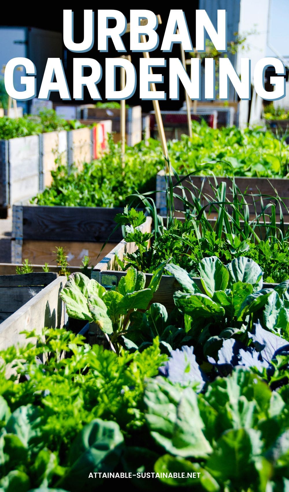 urban vegetable garden growing in raised beds.