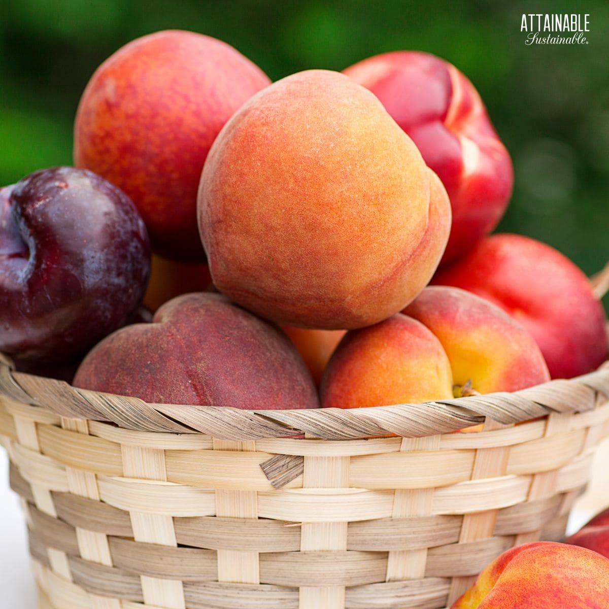stone fruit in a light colored woven basket.