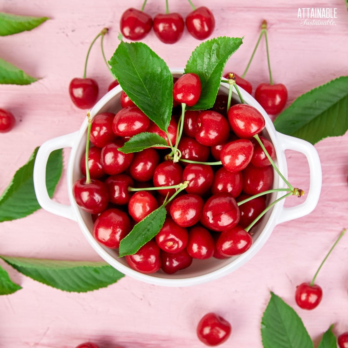 white bowl full of red cherries on a light pink background. 