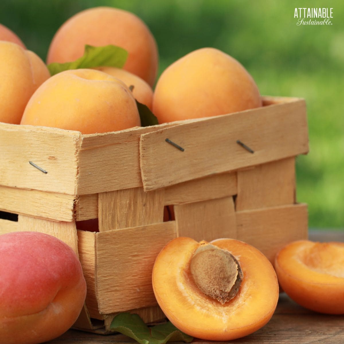 fresh apricots in a wooden basket, with two apricot halves in front of it.