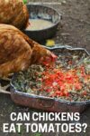 brown chicken eating leftover bits of tomato and kitchen scraps out of a banged up pan.