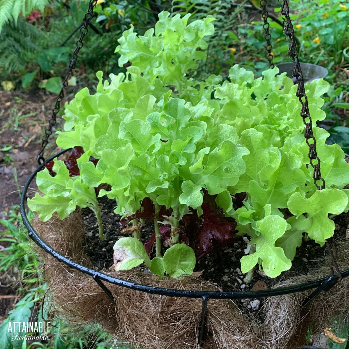 lettuce growing in a hanging planter.