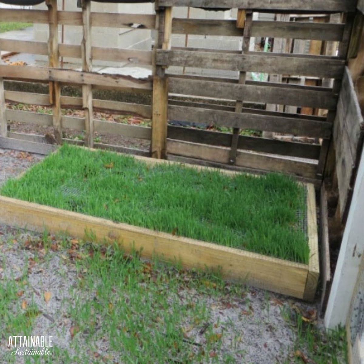 green grass growing inside a rectangular wooden bed.