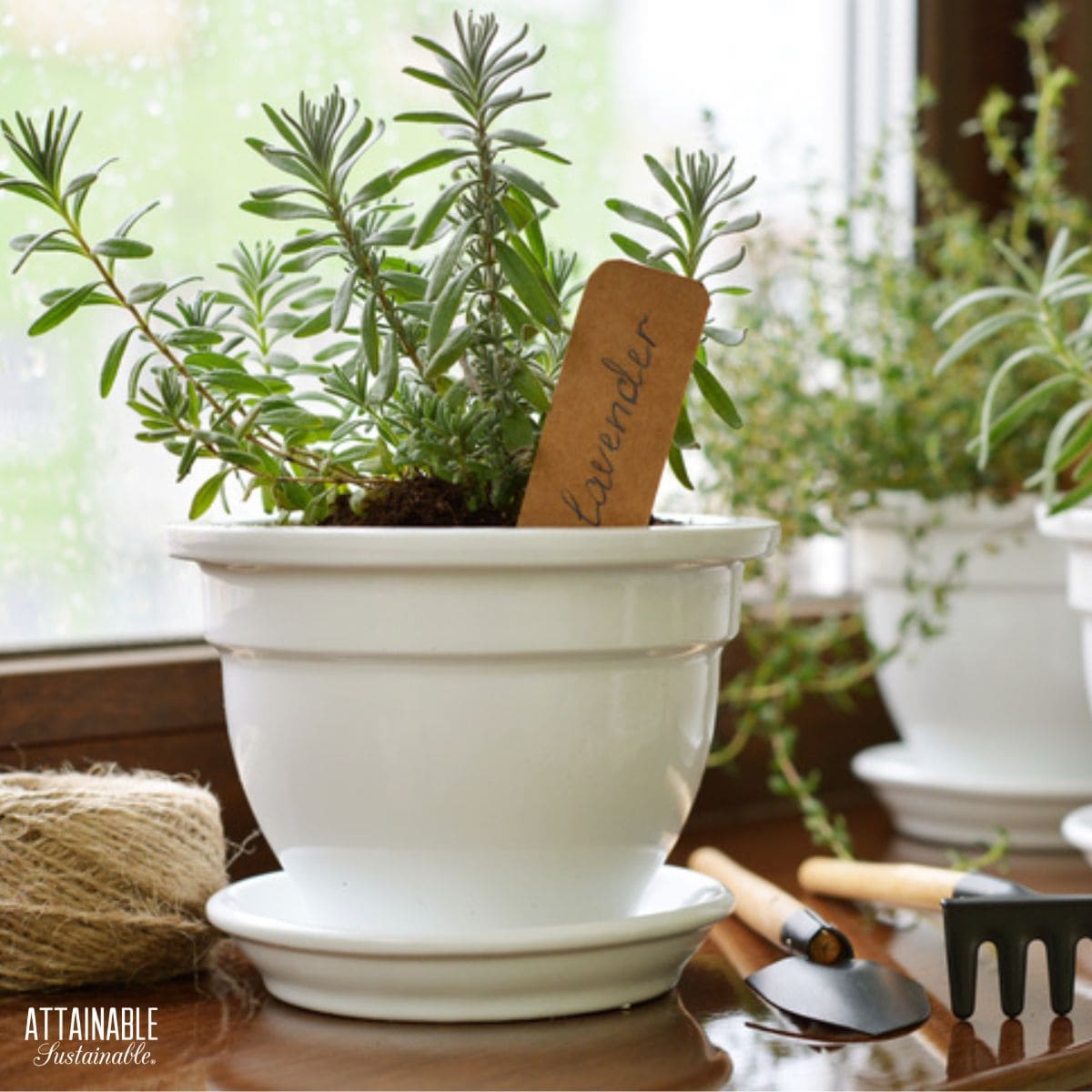 potted herbs in white containers growing indoors in winter. 