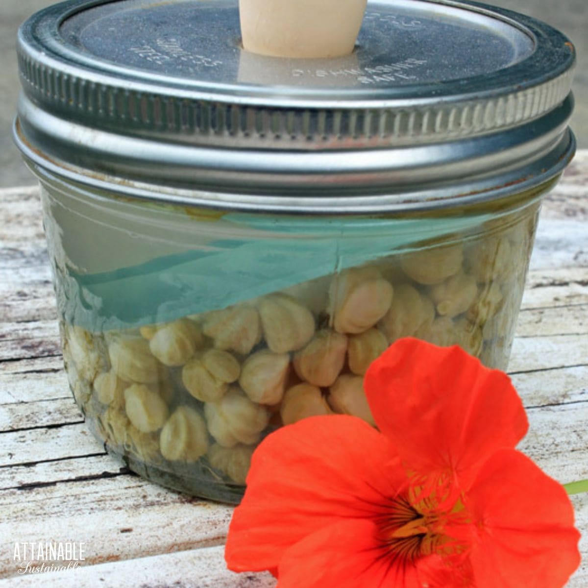nasturtium seeds fermenting in a small jar with an orange nasturtium flower in the foreground.