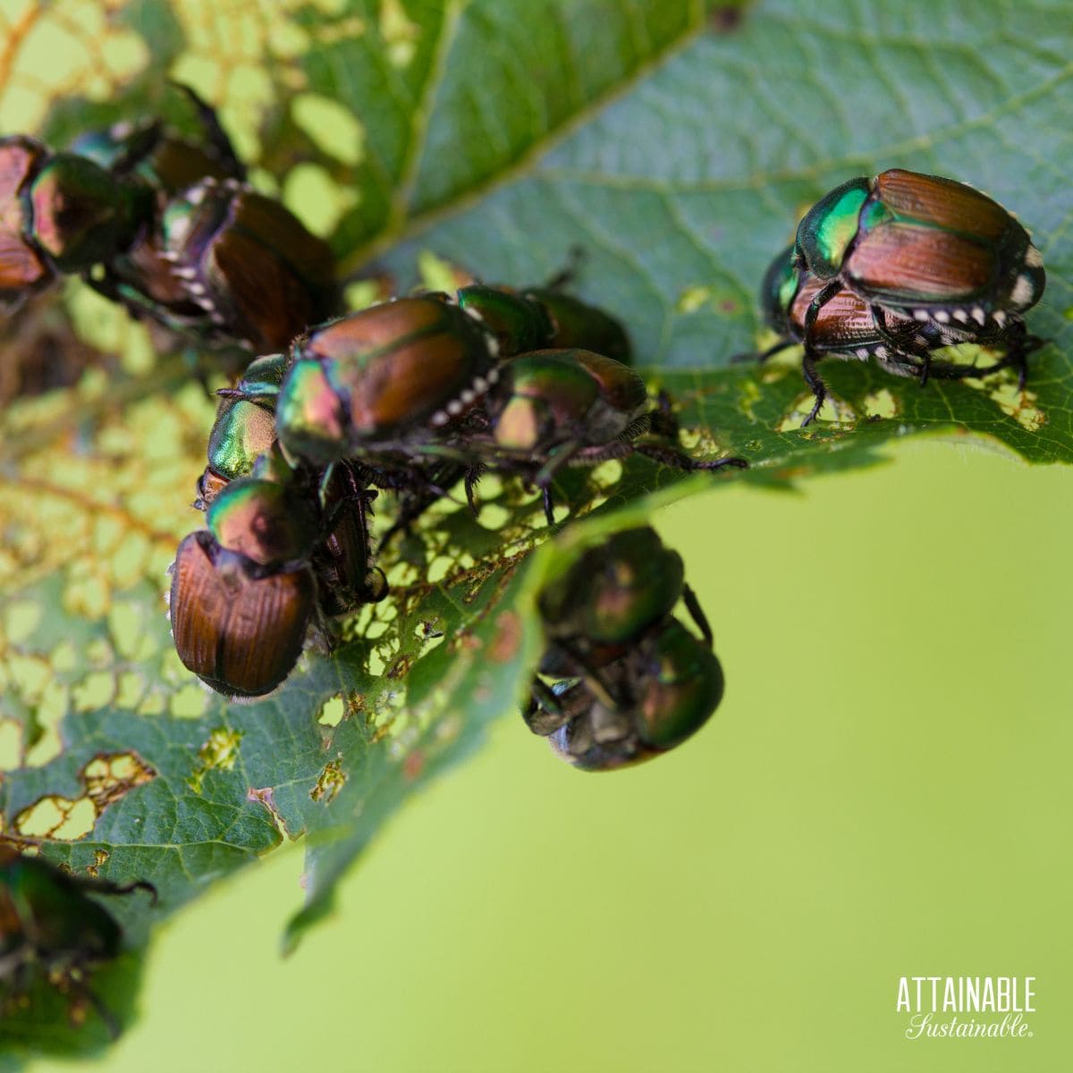 japanese beetles on a chewed up leaf.