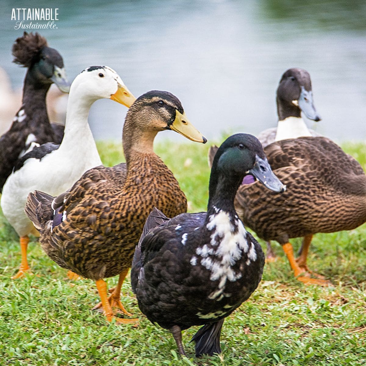 various breeds of ducks at a grassy edge of a pond.