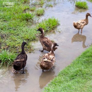 4 brown ducks playing in water.