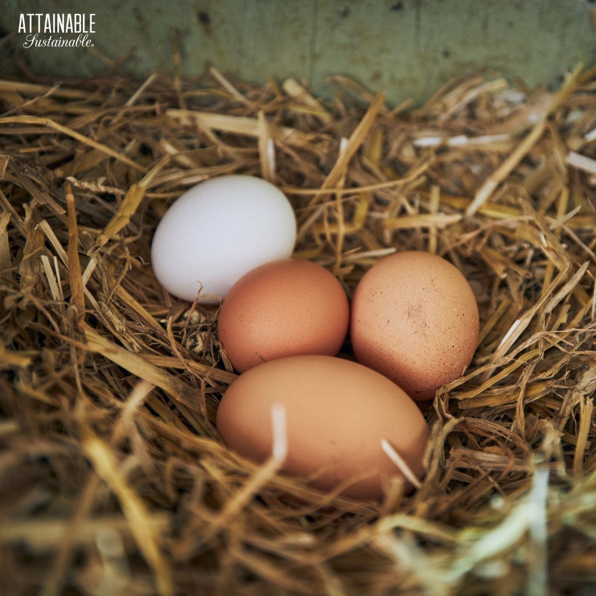 3 brown eggs and 1 white egg in a straw nest.