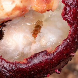 fruit fly on a piece of fruit.