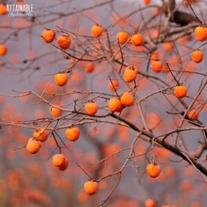persimmon tree in the fall, without leaves, but orange fruit hanging.