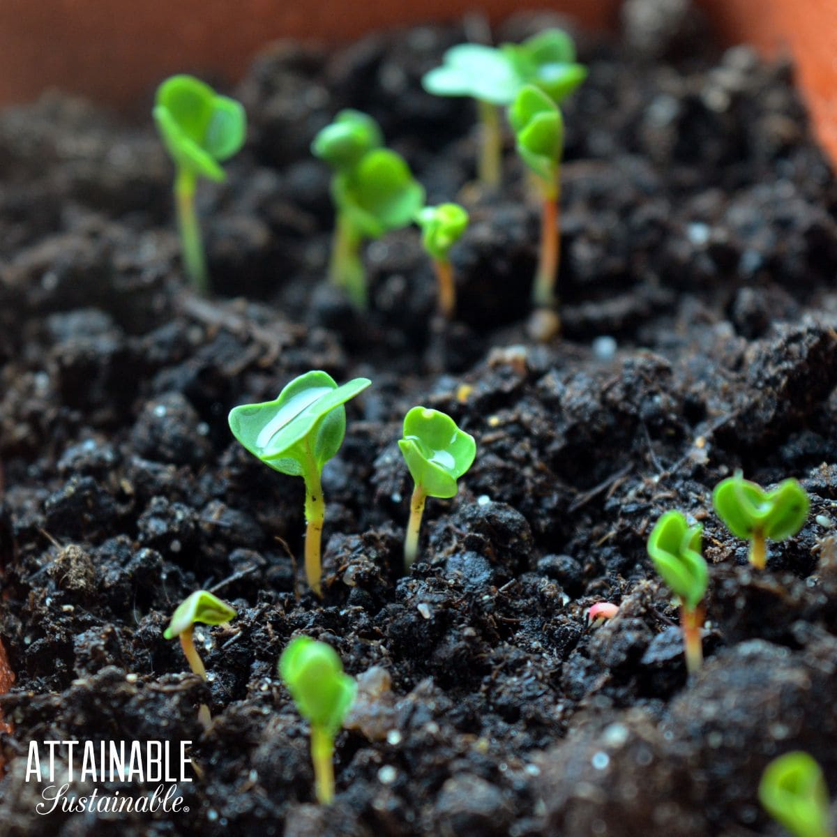 seedlings popping out of rich dark soil.