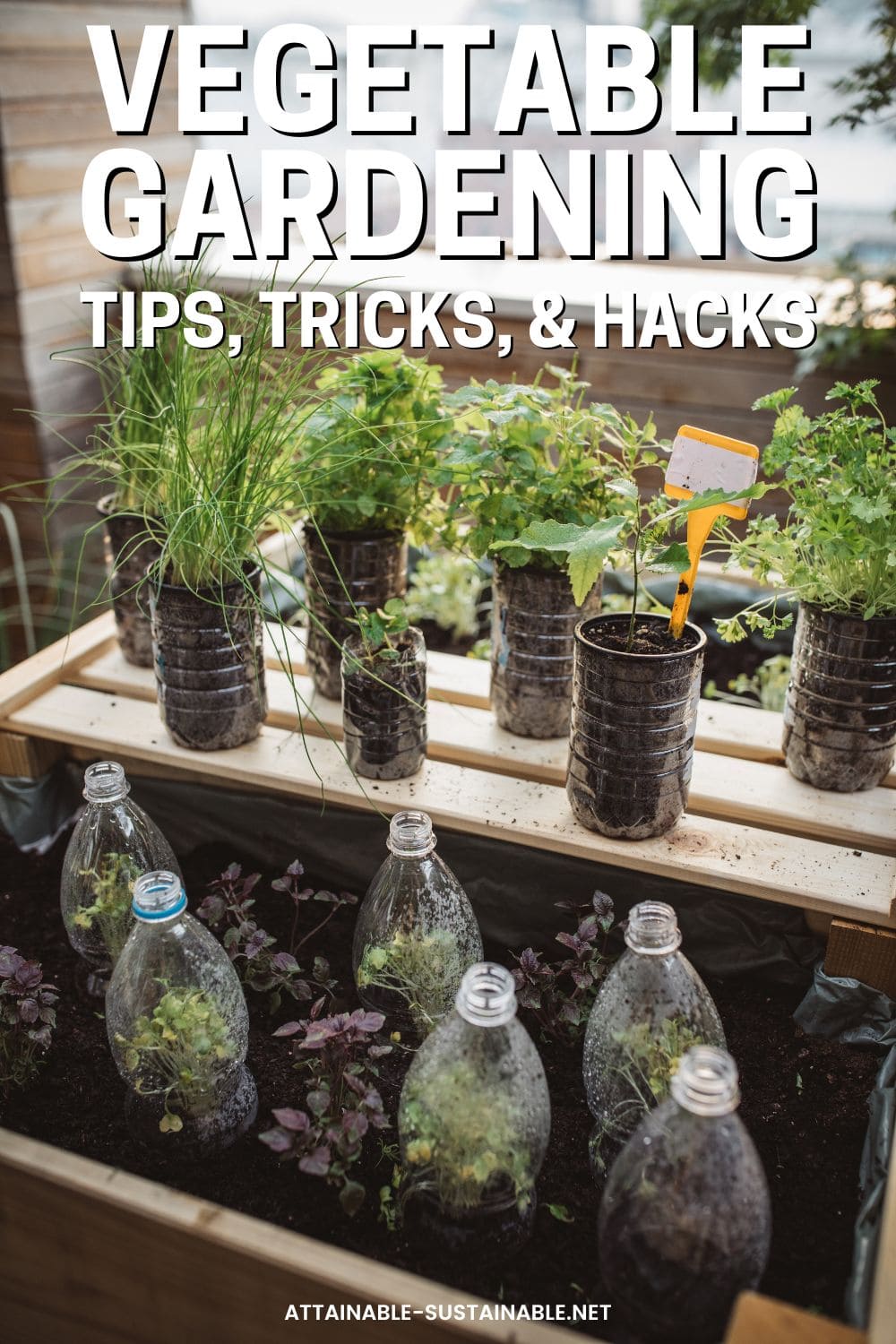 seedlings in plastic bottle cloches.