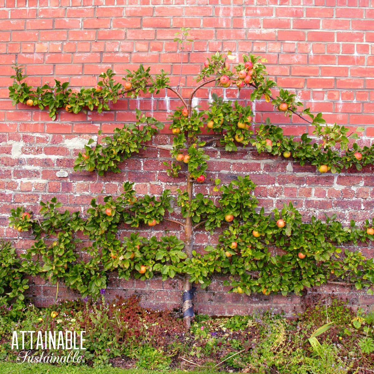 espalier apple tree against a brick wall.