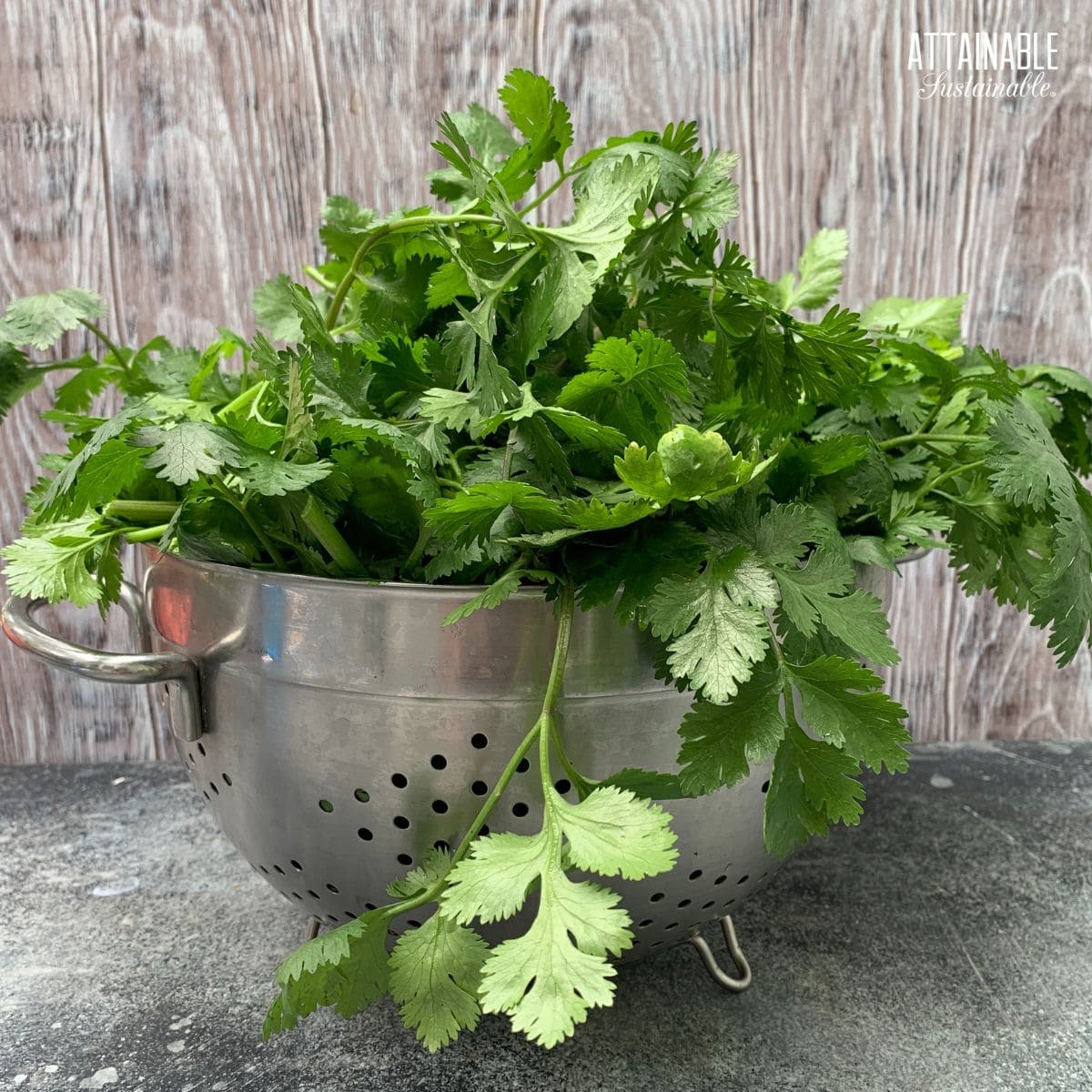 silver colander overflowing with fresh cilantro leaves.