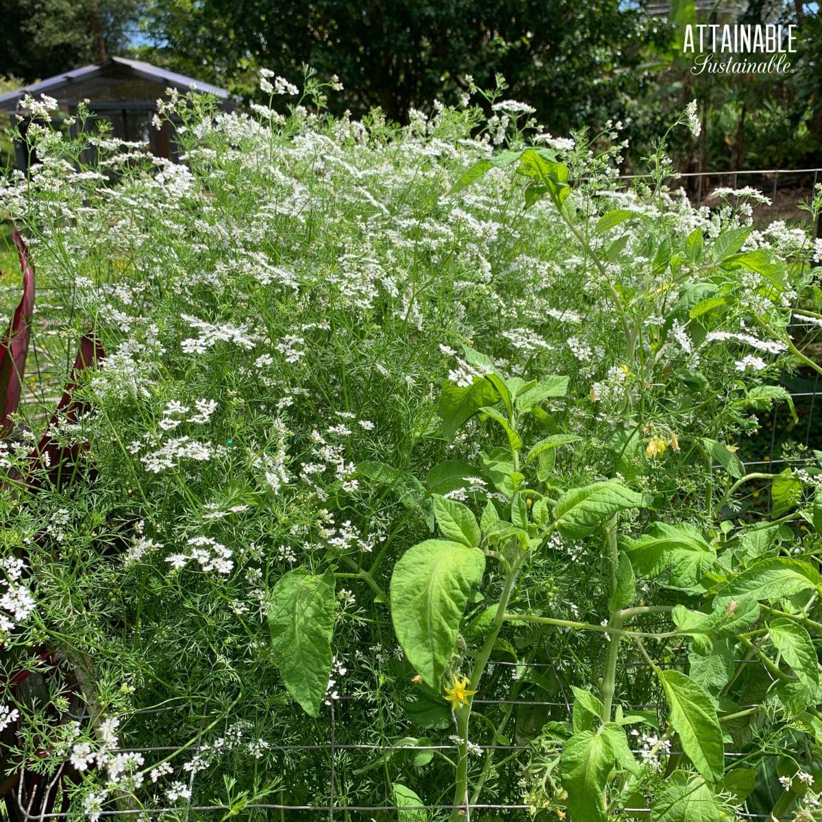 flowering cilantro plant.